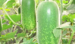 热门大瓜往期内容,往期热门事件深度回顾